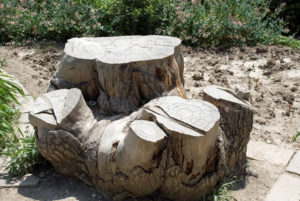 Local tree stump removal and grinding services